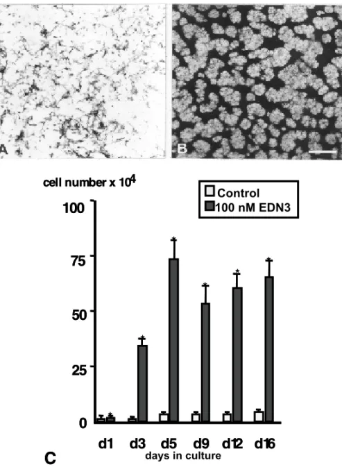 Fig. 3 – Effects of EDN3 on melanogenesis and cell division by quail NC cells in vitro.