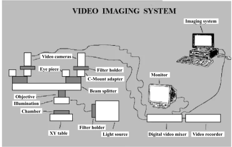 Fig. 1A – Schematic drawing of the experimental setup used for retina videomicroscopy experiments.
