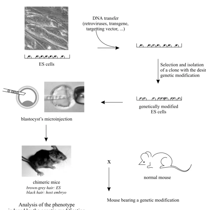 Fig. 1 – The different stages in the creation of genetically modified mice via ES cells.