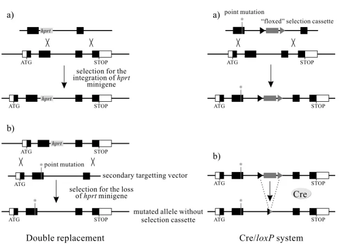 Fig. 3 – ‘‘Clean’’ mutations. The persistence in a modified allele of a selection cassette with its own promoter and regulatory sequences may affect the target locus and surrounding loci