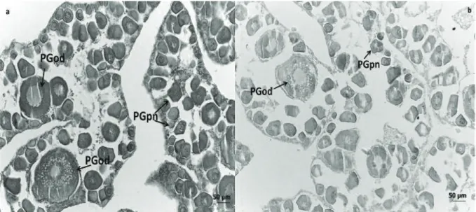 Figure 3. Photomicrographs of transverse sections of the gonads of female of C. undecimalis at the end of the experiment