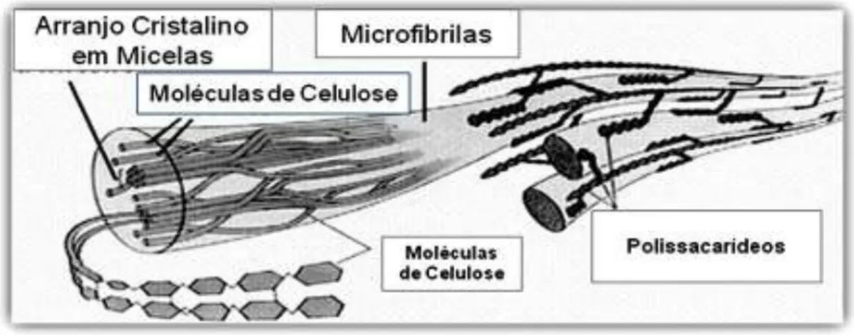 FIGURA 2: Esquema da estruturação das fibras da celulose  17