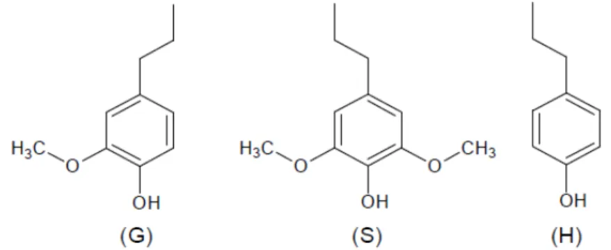 Figura 2 - Unidades estruturais da lignina: G- guaiacilpropano, S- siringilpropano, H-  p-hidroxifenilpropano (MEIRELES, 2011)