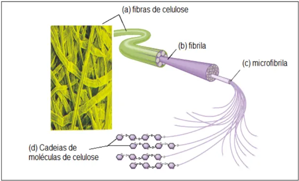 Figura 6. Esquema dos vários níveis morfológicos da celulose. (a) fibras de celulose (b) Macrofibrilas,  ou fibrilas, que compõem cada fibra