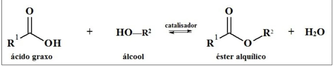Figura 4.  Representação esquemática da reação de esterificação, sendo R 1  a cadeia carbônica do ácido graxo e  R 2  a cadeia carbônica do álcool correspondente