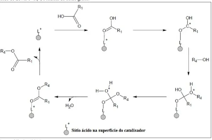 Figura 6. Mecanismo da reação de esterificação por catálise ácida heterogênea, no qual “L” representa o sítio  ácido de Lewis e “R 1 ”, o radical do ácido graxo