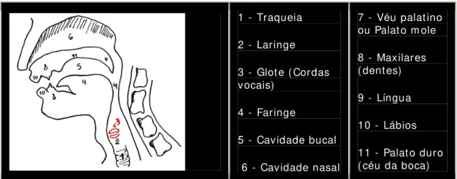 Figura 3.1 – Aparelho Fonador humano 