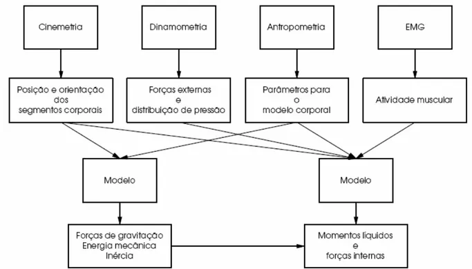 Figura 2.1. Áreas para análise biomecânica do movimento humano [18]. 