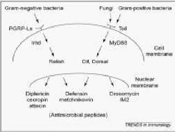 Figura 2: Modelo das vias de expressão de peptídeos antimicrobianos em Drosophila. A  via Toll medeia a resposta à infecções causadas por fungos e bactérias gram-positivas