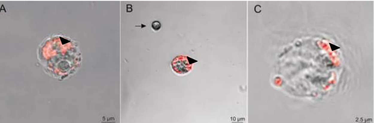 Figura  6:  Ensaio  de  fagocitose  com  beads  fluorescentes  incubados  com  células  da  hemolinfa  de  M