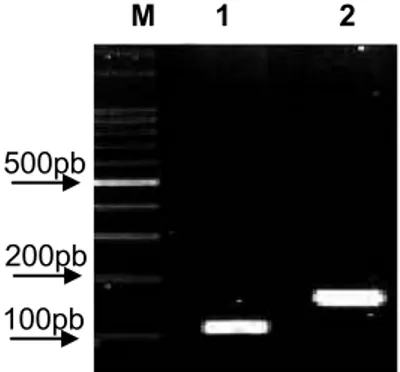 Figura  1:  RT-PCR  semiquantitativo  dos  fragmentos  dos  genes  MsToll  e  MsRP49. 