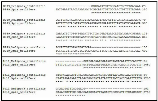 Figura 2: Alinhamento entre as sequências de nucleotídeos das cds parciais da proteína  ribossomal (RP49) e do receptor Toll de M