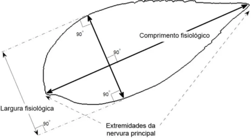 Figura 5.4: Rela¸c˜ao entre o comprimento e a largura fisiol´ogica [56].