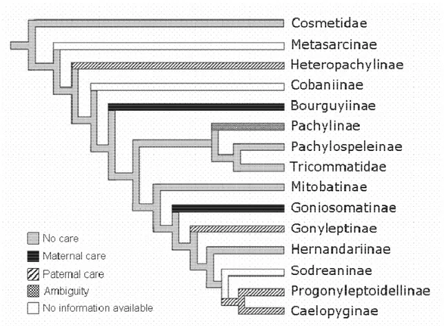 Figure 5. —Internal phylogeny of the family Gonyleptidae (modified from Kury 1994 and  Pinto/da/Rocha 2002) showing the forms of parental care presented by each subfamily