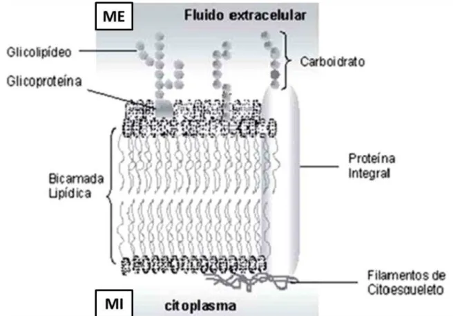 Figura  2.  Modelo  mosaico  fluido  da  estrutura  de  uma  membrana  celular  evidenciando  a  bicamada  lipídica  e  demais  constituintes  (MURADOR  e  DEFFUNE,  2007)