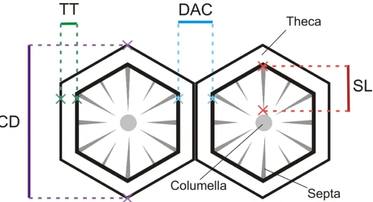 Figure 2. Schematic representation of corallites. Distance among corallites (DAC), corallite diameter (CD), theca thickness (TT), and septal length (SL).