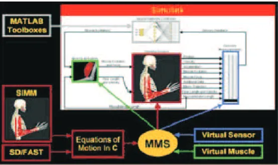 Figura 2.5: MMS ´e um software de constru¸c˜ao de modelos computacionais do sistema m´ usculo-esquel´etico no Simulink ( Mathworks Inc., USA )