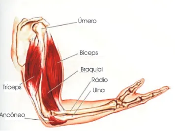 Figura 3.7: M´ usculos do bra¸co ( B´ıceps e Tr´ıceps). Fonte: [Les muscles 1999]