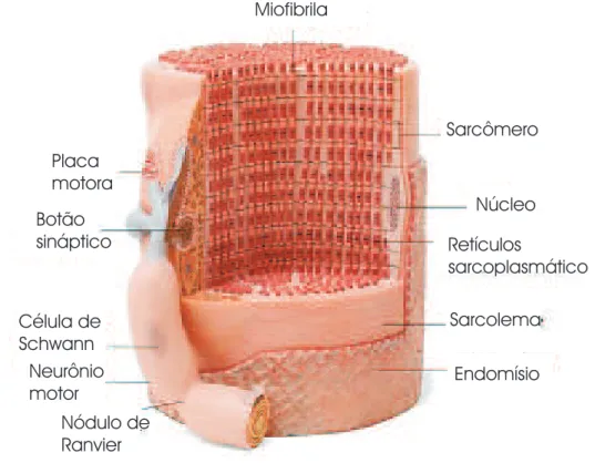 Figura 3.8: Fibra de m´ usculo esquel´etico Fonte: [Rocha 2000].