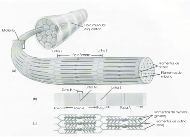 Figura 3.9: O sarcoplasma de uma fibra muscular. Fonte: [Hall 2000]