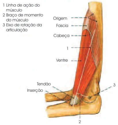 Figura 3.11: Linha de a¸c˜ao do m´ usculo e bra¸co de momento (bra¸co de alavanca). Fonte: