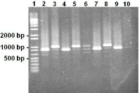 Figure 1. Detection of the coa gene by PCR amplification in Staphylococcus  spp. isolated from Canatra  cheese