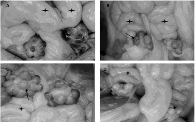 Figure 1. Peccaries' corpora lutea throughout the estrous cycle. A – CL of group 1 in dark maroon or  brown; B – Group 2: intense vascularization on the surface ()