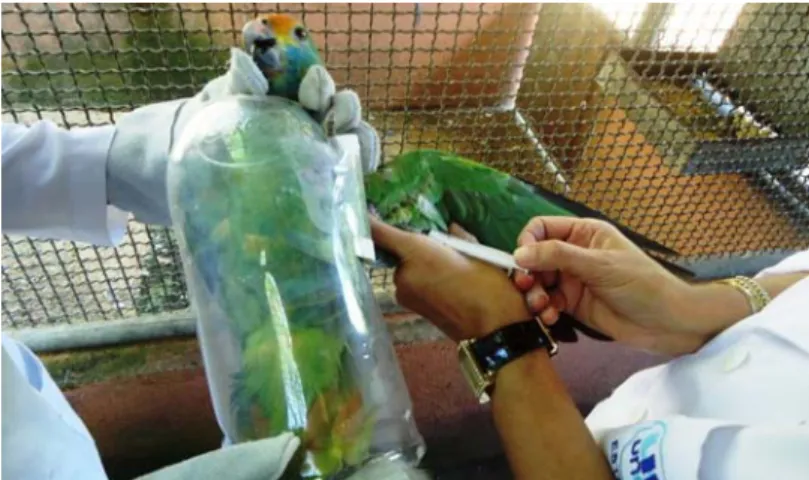 Figure 2. Containment of a red-browed parrot using the device developed with PET.  