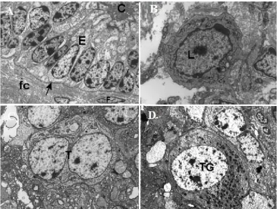 Figure  1.  A)  Electromyography  of  the  internal  surface  of  the  bovine  uterine  caruncle  of  a  group  1  placentome