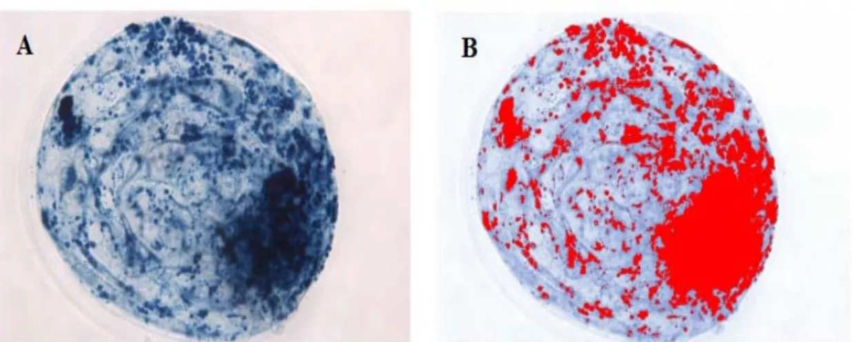 Figura 1: Quantificação lipídica de embriões bovinos por coloração com Sudan Black B. Imagem obtida  por  microscópio  óptico  com  objetiva  de  40x