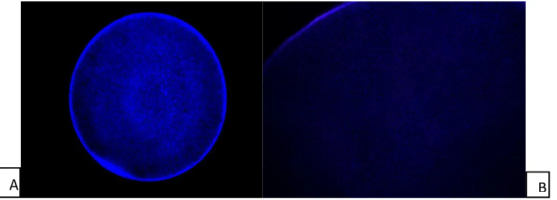 Figura 2. Imagem de embriões coletados de égua controle (A) e tratada com EPE (B). A coloração azul  indica células íntegras