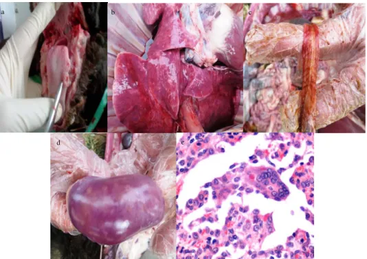 Figure  1.  Post  mortem  and  histopathological  changes  in  sheep  with  PPR.  (a)  Gray-white  ulceration  on  tongue