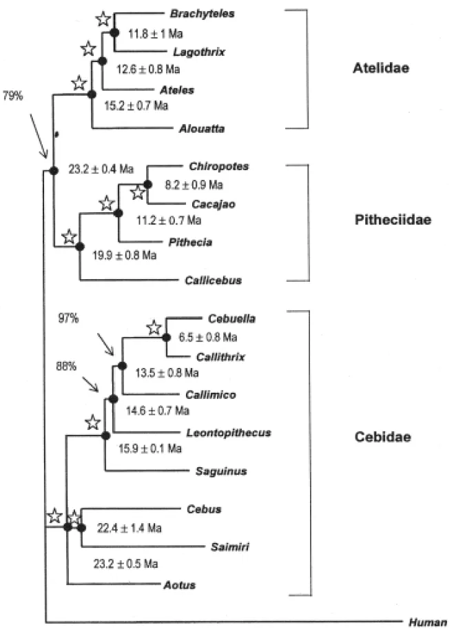 Fig. 1 – Phylogenetic tree found for the 17 sequences of the β2-M, EPSILON, G6PD and IRBP genes aligned in tandem