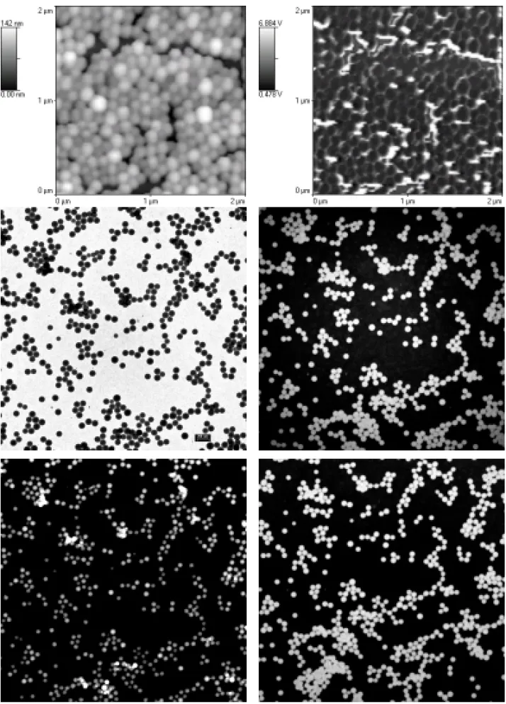 Fig. 5 – Top: AFM (left) and SEPM (right) images of a polystyrene latex. The other four images are the bright-field micrograph and the C, K and S elemental maps (clockwise).