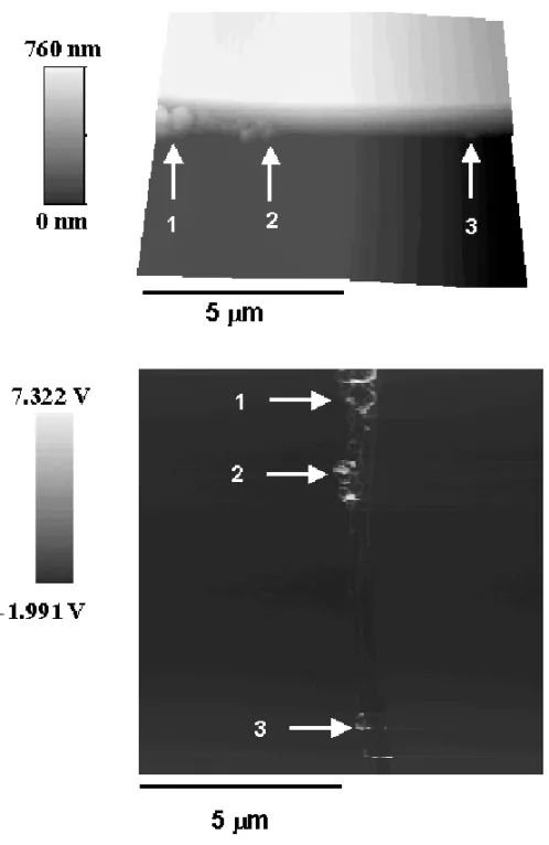 Fig. 2 – AFM (upper) and SEPM (lower) images of titanium dioxide particles adjacent to a mica step