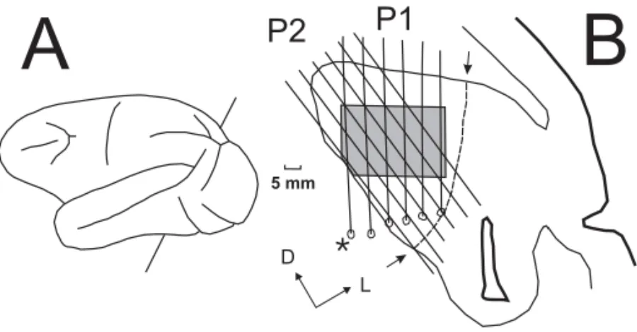 Fig. 2 – Oblique frontal sections (B), at the level indicated in the lateral reconstruction of the hemisphere (A)
