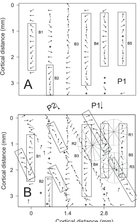 Fig. 3 – Patterns of direction-of-motion arrangement revealed by a manual study (hand plot) of receptive fields in P1 and P2