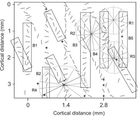 Fig. 4 – Patterns of axis-of-motion columns revealed by a manual plot of recep- recep-tive field properties in two oblique crossing planes