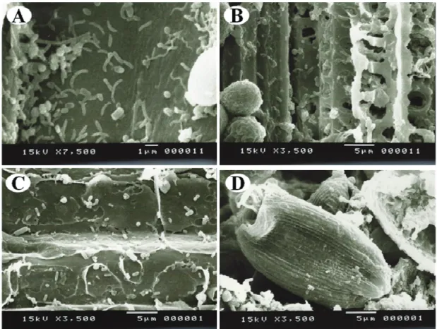 Figure 2 demonstrates diversified bacteria  composed of bacteria, fungi and protozoa (Figura 2)