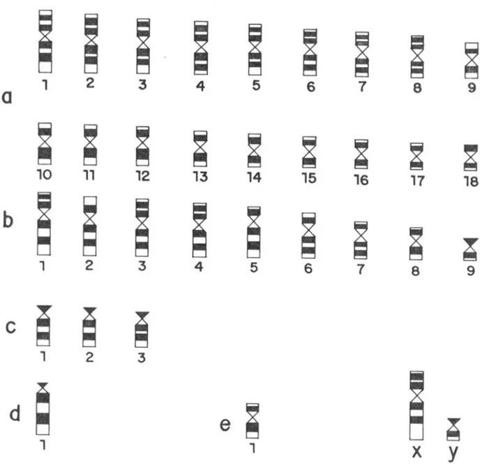 Fig. 9 – Idiogram presenting the banding G standards in D. prymnolopha, D. leporina, Dasyprocta sp