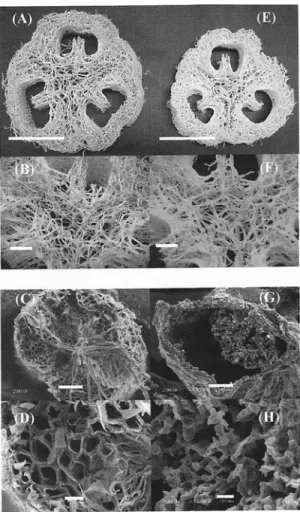 Fig. 2 – Photographs of the fibrous network of the Luffa cylin- cylin-drica fruit (A, B; scales 5 cm, 1 cm)