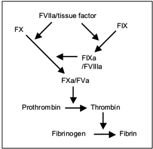 Fig. 1 – Simplified scheme of blood coagulation reactions. Ex- Ex-posure of tissue factor upon vascular damage leads to complex formation with FVIIa (extrinsic tenase complex)