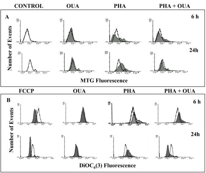 Fig. 4 – Mitochondrial mass and membrane potential in PBL treated with PHA and/or ouabain