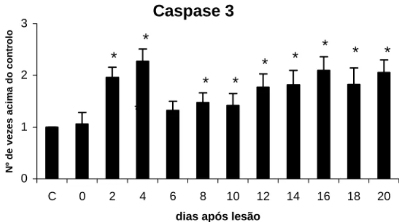 Figura 11 Representação gráfica dos valores médios e respectivos  desvios padrão da actividade da caspase-3 expressa pelo número de  vezes acima do controlo referente ao grupo controlo (C) e aos vários  subgrupos experimentais em função dos dias após lesão