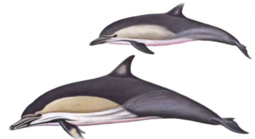 Figura 1) Golfinho-comum-de-bico-curto (Delphinus delphis),  cria e adulto (in Jefferson et al 2007)