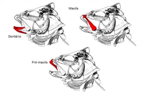 Figura 7) Imagens ilustrativas do crânio de um peixe, indicando a  localização do dentário, da maxila e da pré-maxila 