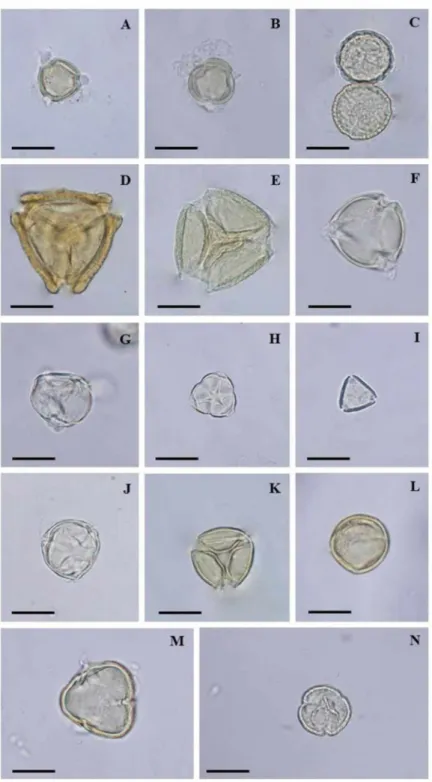 Figure 1.  Pollen types used by  Xylocopa frontalis  in the breeding and crop areas. A: sp