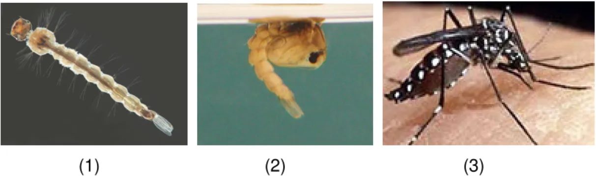 Figura 1: Estágios de desenvolvimento do Aedes aegypti: (1) larva, (2) pupa,  (3)  indivíduo  adulto  [(1)  http://www.arbovirus.health.nsw.gov.au/ 