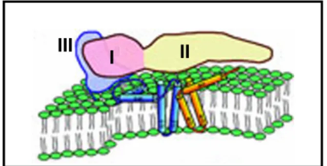 Figura  7:  Diagrama  do  ectodomínio do  vírus  da dengue e  proteínas  do  domínio  transmembrana:  ectodomínio  de  um  monômero  E,  em  rosa  (domínio  I),  amarelo  (domínio  II)  e  azul (domínio III); a alça e hélice de E e M estão em azul e  laran