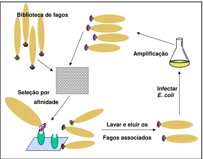 Figura 9: Ciclo do “Biopannig” em placa. Em cada ciclo, os fagos reativos com o  alvo  são  selecionados  por  lavagens  sucessivas,  sendo  os  demais  descartados